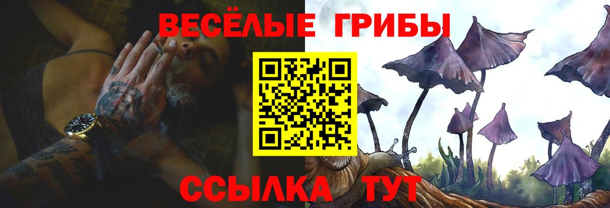 Грозный  Псилоцибиновые грибы Cubensis  Псилоцибиновые грибы Psilocybine cubensis  Вход с VPN 